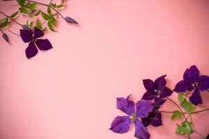 Branch of garden purple clematis close-up on pink background photo