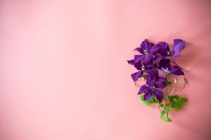 clematis branch and space for text on pink background . photo