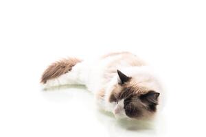 Studio portrait of Ragdoll cat with expressive eyes photo