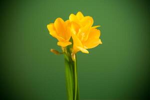 Bright freesia flower for spring design on green background photo