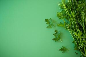 Green parsley with bright texture on a plain background . photo