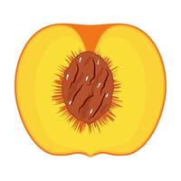 Peach Cross Section with Pit Illustration. Colorful illustration of a peach cross section showing the inner structure with a visible seed pit. vector