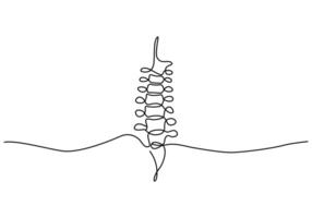 A drawing of a spinal cord with a line vector