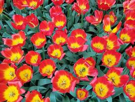 A dense field of vibrant red and yellow tulips with green leaves filling the entire frame view photo