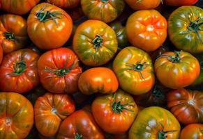 A close up view of a pile of heirloom tomatoes in varying stages of ripeness and colors together photo