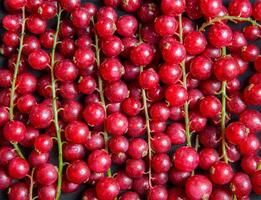A close up view of many red currants on stems against a dark background in a full frame shot photo
