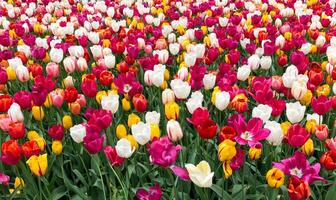 A field of tulips in full bloom with a variety of colors creating a vibrant and beautiful display of nature photo