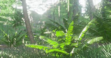 CGI Lush green ferns thrive in a vibrant forest setting during daytime video