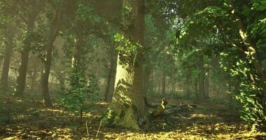 CGI Sunlight streams through trees in a peaceful morning forest video