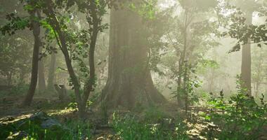 CGI Lush green forest with sunlight filtering through tall trees at dawn video