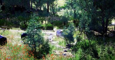 CGI Serene landscape with path and wooden bridge surrounded by greenery video