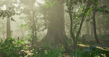 CGI Majestic forest with towering trees in the morning light video