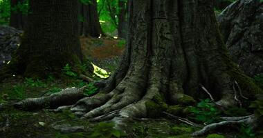 CGI Thick tree roots emerging from the forest floor in natural sunlight video
