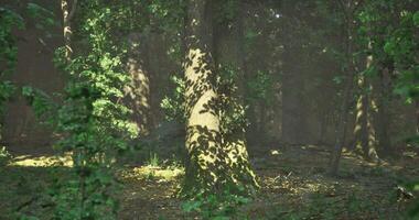 CGI Sunlight filtering through trees creates enchanting shadow patterns in forest video