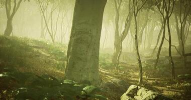 CGI Enchanted forest with mist and sunlight filtering through trees video