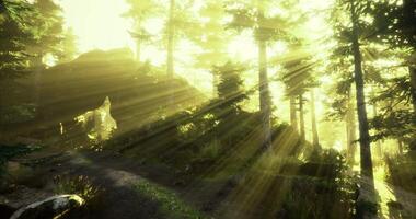 CGI Forest path illuminated by golden sunlight breaking through trees video