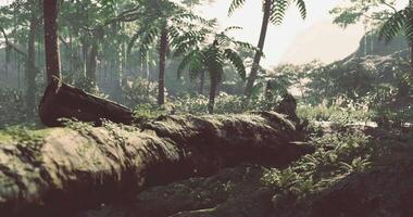 CGI Moss covered log in lush forest setting during bright daylight hours video
