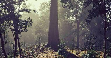 CGI Sunlight filtering through trees in a lush forest during morning hours video