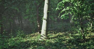 CGI Sunlight filters through dense green forest showcasing natures tranquility video