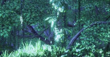 CGI Lush green foliage in a mystical forest illuminated by soft light video