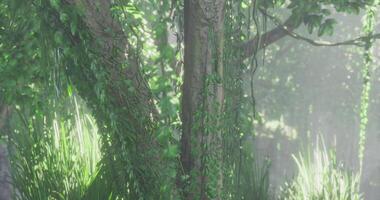 CGI Lush green tree covered in vines with sunlight filtering through leaves video