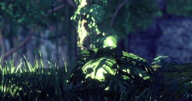 CGI Sunlight through greenery creates an ethereal forest atmosphere video