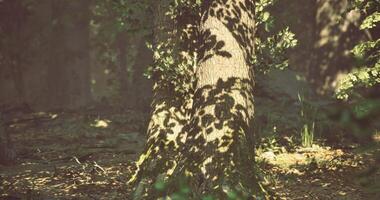 CGI Shadows dance on tree trunk in tranquil forest during golden hour video