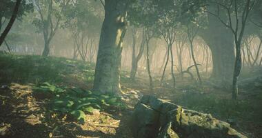 CGI Misty forest path surrounded by tall trees and soft grass during morning light video