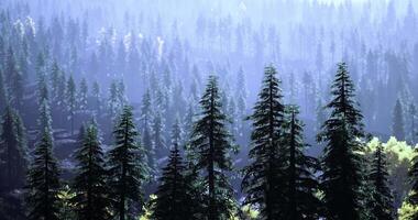 CGI Majestic pine trees create a stunning landscape in a tranquil forest setting video