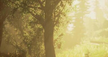 CGI Soft morning light filters through trees in a tranquil forest setting video
