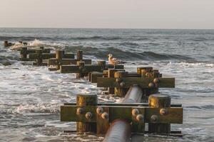 Seagull perched on wooden breakwater in ocean with waves and sky at dusk in scenic seascape view photo