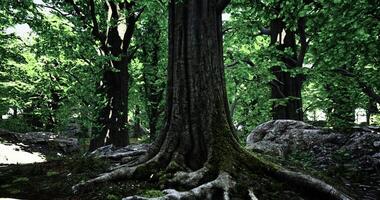 CGI Majestic tall tree with sprawling roots in a lush green forest setting video