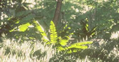 CGI Lush green ferns illuminated by sunlight in a tranquil forest clearing video