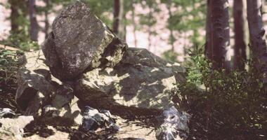 CGI Rock formation surrounded by lush greenery in a serene forest setting video
