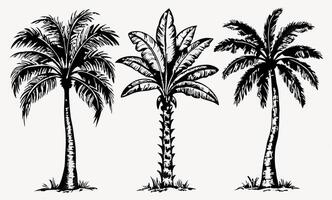 Three Black and White Palm Tree Illustrations vector