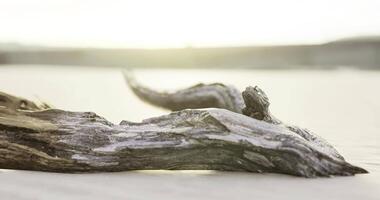 CGI Driftwood resting on sandy beach during sunset in coastal area video