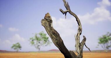 CGI Dry tree trunk stands alone in the vast landscape under a blue sky video