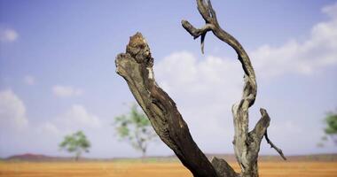 CGI Dry tree trunk against a vast open landscape with distant trees video