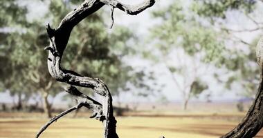 CGI Natural arch framed by twisted branches in a tranquil landscape video