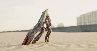 CGI Unique driftwood sculpture emerging from sandy beach at sunset video