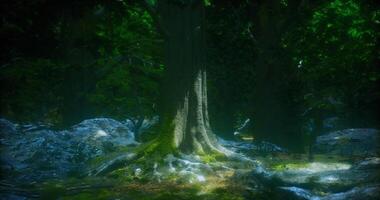 CGI Mysterious forest with ancient tree and moss covered rocks at dusk video
