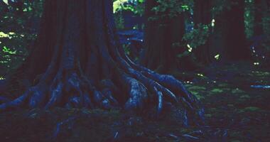 CGI Roots of ancient trees showcase natures beauty in a serene forest video