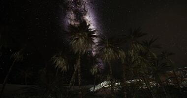 CGI Night sky view featuring Milky Way and palm trees in a desert setting video