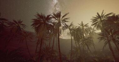 CGI Majestic palm trees under a starlit sky in a tranquil desert environment video