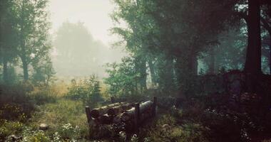 CGI Serene forest landscape with stacked logs under soft morning light video