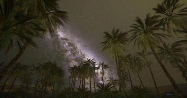 CGI Starry night sky over palm trees in a tranquil desert setting video
