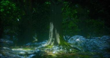 CGI Majestic ancient tree surrounded by lush greenery in a serene forest video