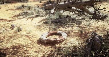 CGI Life preserver rests in a dry, desolate landscape near fallen trees video