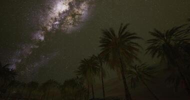 CGI Stars illuminate a tranquil oasis with palm trees under a vast night sky video