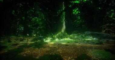 CGI Forest landscape with lush greenery and sunlight filtering through branches video